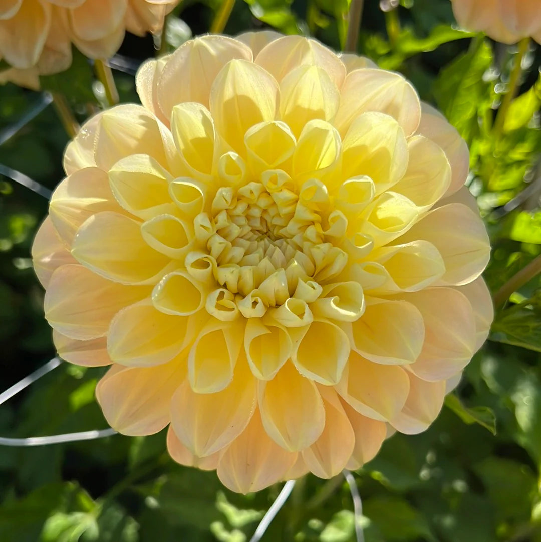 Honey Dew Dahlia